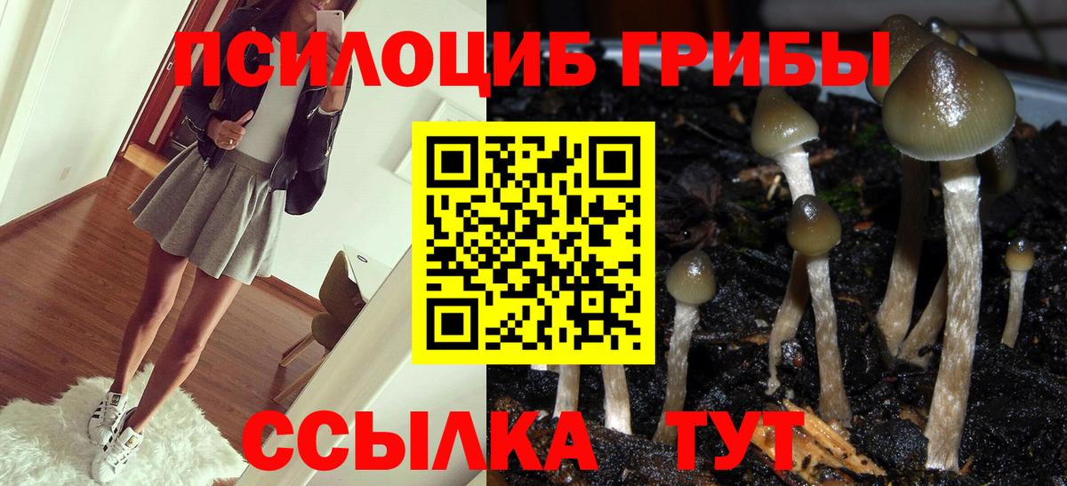 Ступино  Псилоцибиновые грибы Cubensis  наркота  Вход с VPN 